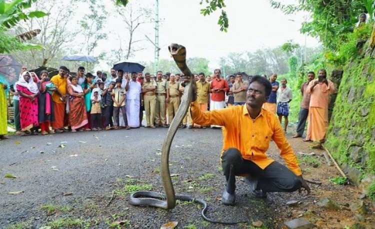 രാജവെമ്പാല കീഴടങ്ങി എങ്കിലും വാവയ്ക്ക് സമൂഹമാധ്യമങ്ങളില്‍ പൊങ്കാല
