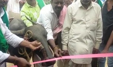 ബസ് കാത്തിരിപ്പ് കേന്ദ്രം ഉദ്ഘാടനം ചെയ്ത് പോത്ത്; കാരണം ഇതാണ്