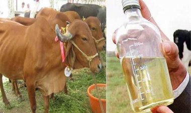 പശുമൂത്രം വില്‍ക്കാം; ലിറ്ററിന് നാല് രൂപ