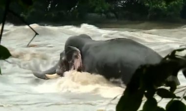 ആന വീണ്ടും പുഴയില്‍ ഇറങ്ങി