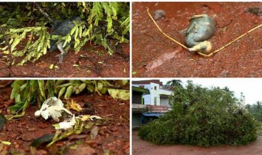 മ​രം മു​റി​ച്ച​പ്പോ​ള്‍ പ​ക്ഷി​ക​ള്‍ ച​ത്ത സം​ഭ​വം; ക​രാ​റു​കാ​ര​നെ​തി​രെ കേ​സെ​ടു​ക്കാ​ന്‍ വ​നം വ​കു​പ്പ്