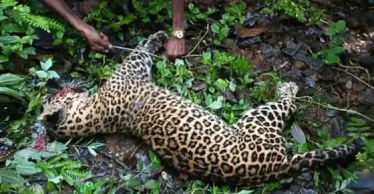 പുലിയെ കൊന്ന ഗോപാലന്‍ ഹീറോയായി; കേസെടുക്കില്ലെന്ന് വനംവകുപ്പ് 