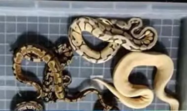 വ​ന്യ​ജീ​വി ക​ള്ള​ക്ക​ട​ത്ത്; 666 അ​പൂ​ർ​വ വന്യജീ​വി​ക​ളെ ക​ണ്ടെ​ത്തി