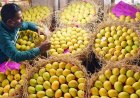 കർഷകർക്ക് തിരിച്ചടി ഇന്ത്യൻ മാമ്പഴങ്ങളുടെ ഇറക്കുമതി നിരോധിച്ച് ജപ്പാൻ.