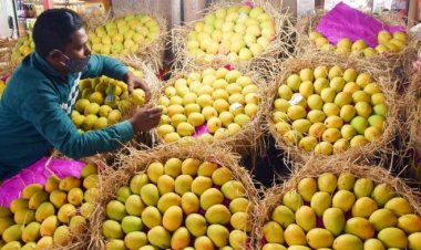 കർഷകർക്ക് തിരിച്ചടി ഇന്ത്യൻ മാമ്പഴങ്ങളുടെ ഇറക്കുമതി നിരോധിച്ച് ജപ്പാൻ.