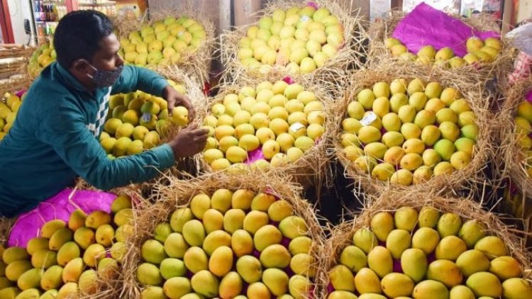 കർഷകർക്ക് തിരിച്ചടി ഇന്ത്യൻ മാമ്പഴങ്ങളുടെ ഇറക്കുമതി നിരോധിച്ച് ജപ്പാൻ.