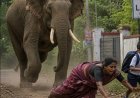 ഇടുക്കിയിൽ കാട്ടാന അക്രമത്തിൽ ഒരുജീവന്‍ കൂടി പൊലിഞ്ഞു  #éléphant #wildanimalattack