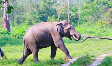 കാട്ടാന ആക്രമണം; പരിക്കേറ്റ തൊഴിലാളി മരിച്ചു ; വയനാട് കാട്ടിക്കുളത്ത് കൃഷിസ്ഥലത്ത് വെച്ചാണ് ആനയുടെ അക്രമം ഉണ്ടായത്.
