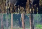മറയൂരിൽ എട്ടു വയസ്സുകാരനെ കാട്ടുപോത്ത് തൂക്കിയെറിഞ്ഞു; തെറിച്ചുവീണത് 20 മീറ്റർ ദൂരത്തേക്ക്: ഗുരുതര പരുക്ക്