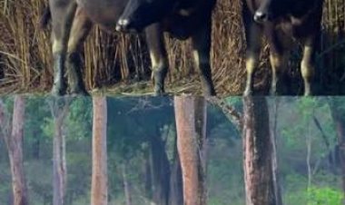 മറയൂരിൽ എട്ടു വയസ്സുകാരനെ കാട്ടുപോത്ത് തൂക്കിയെറിഞ്ഞു; തെറിച്ചുവീണത് 20 മീറ്റർ ദൂരത്തേക്ക്: ഗുരുതര പരുക്ക്