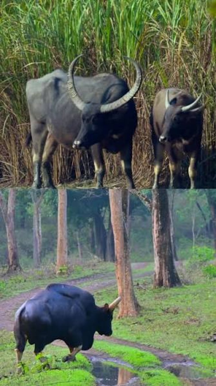 മറയൂരിൽ എട്ടു വയസ്സുകാരനെ കാട്ടുപോത്ത് തൂക്കിയെറിഞ്ഞു; തെറിച്ചുവീണത് 20 മീറ്റർ ദൂരത്തേക്ക്: ഗുരുതര പരുക്ക്
