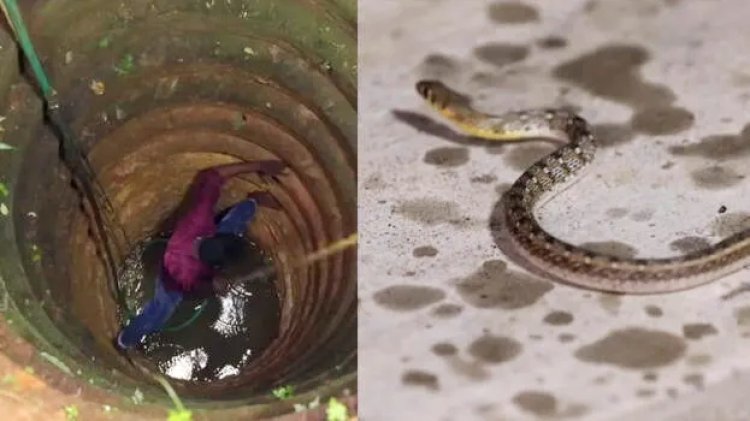 കിണറ്റിൽ പാമ്പ് വീണാൽ വെള്ളം വിഷമാകുമോ? | അറിയേണ്ട ശാസ്ത്രീയ വസ്തുതകൾ