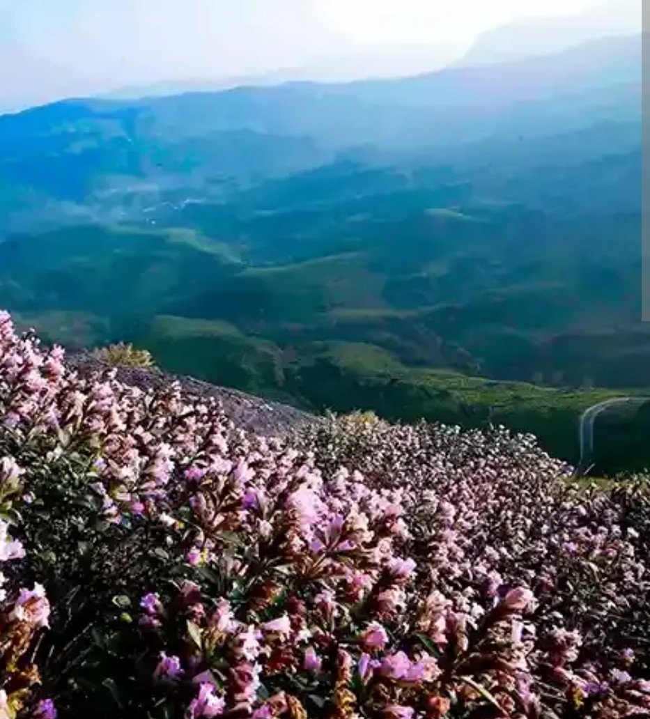 മൂന്നാറിന് വസന്തമണിയിച്ച് വീണ്ടും നീലക്കുറിഞ്ഞി വസന്തം; ഓണത്തിനു മുമ്പ് തിരക്കിലമർന്ന് ഹിൽ സ്റ്റേഷൻ