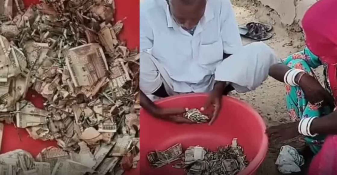 മോഷണം ഭയന്ന് മണ്ണിൽ കുഴിച്ചിട്ടത് 5 ലക്ഷം രൂപ; ഒടുവിൽ കിട്ടിയത് ചിതലരിച്ച നോട്ടുകൾ: ഒരു കർഷകന്റെ അനുഭവം നൽകുന്ന ജീവിതപാഠം
