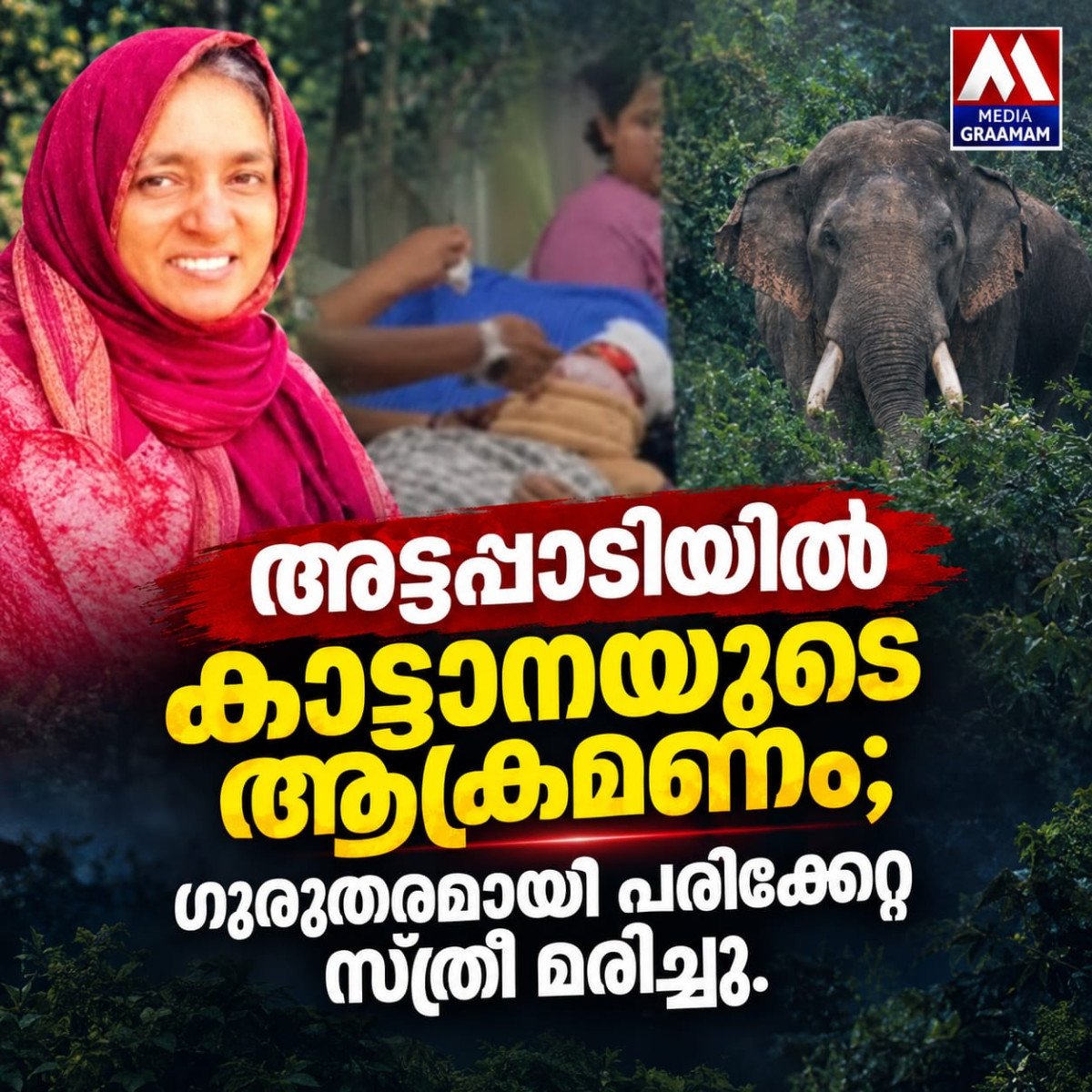 അട്ടപ്പാടിയിൽ കാട്ടാനയുടെ ആക്രമണം; ഗുരുതരമായി പരിക്കേറ്റ സ്ത്രീ മരിച്ചു