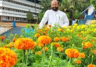 മാലോം സെന്റ് ജോർജ് ഫൊറോനാ ദേവാലയമുറ്റത്ത് ചെണ്ടുമല്ലിപ്പൂക്കളുടെ വിസ്മയം