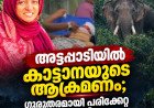 അട്ടപ്പാടിയിൽ കാട്ടാനയുടെ ആക്രമണം; ഗുരുതരമായി പരിക്കേറ്റ സ്ത്രീ മരിച്ചു