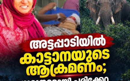 അട്ടപ്പാടിയിൽ കാട്ടാനയുടെ ആക്രമണം; ഗുരുതരമായി പരിക്കേറ്റ സ്ത്രീ മരിച്ചു