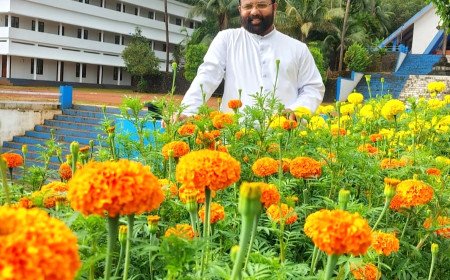 മാലോം സെന്റ് ജോർജ് ഫൊറോനാ ദേവാലയമുറ്റത്ത് ചെണ്ടുമല്ലിപ്പൂക്കളുടെ വിസ്മയം