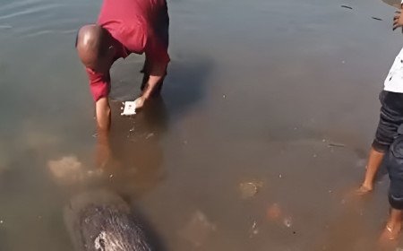 നർമദാ നദിക്കരയിൽ ആയിരക്കണക്കിന് വോട്ടർ ഐഡികൾ; മധ്യപ്രദേശിൽ വൻ വിവാദം